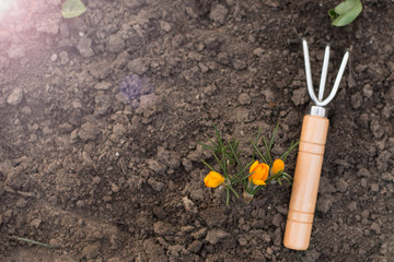 tools garden soil with little color flowers on nature background. place for text. copy space. gardening concept.spring