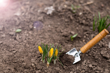 First spring shoots. place for text. copy space. gardening concept.spring. nature background with paddle