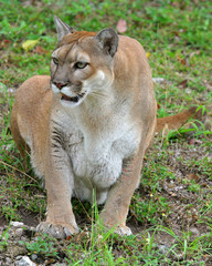Naklejka premium Cougar puma mountain lion