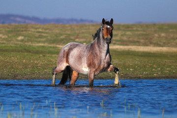 Mare on the watering place