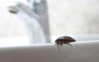 Pest, cockroach in the bathroom with tap
