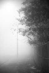 Drzewa za mgłom