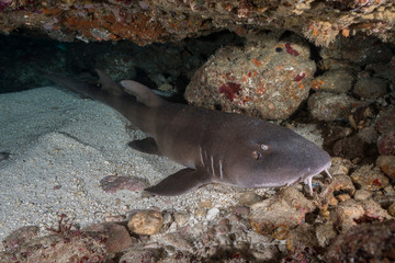 Bamboo Shark