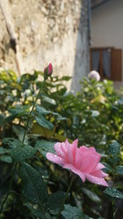 Rain drops on a rose