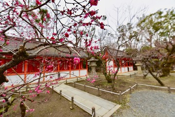 北野天満宮と梅