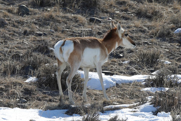 antelope in snow