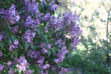 bunch of lilac flowers
