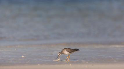 Sandpiper birds at the seashore feathering and foraging in a peaceful morning bird watching scene