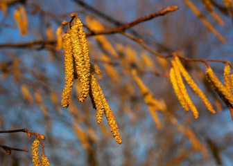 Naklejka premium .Spring natural background with branches and fluffy buds under the rays of the morning sun.