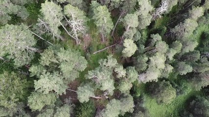 Aerial view camera moves from along green forest of dense mixed tree tops of pine trees and birches. Flying over a vast lush green pine and spruce tree tops in the mountains. Aerial view