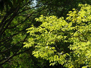 leaf tree with sunlight in forest