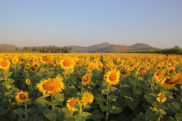 beautiful sunflower field  in the morning