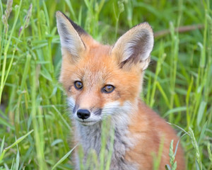 Red Fox kit