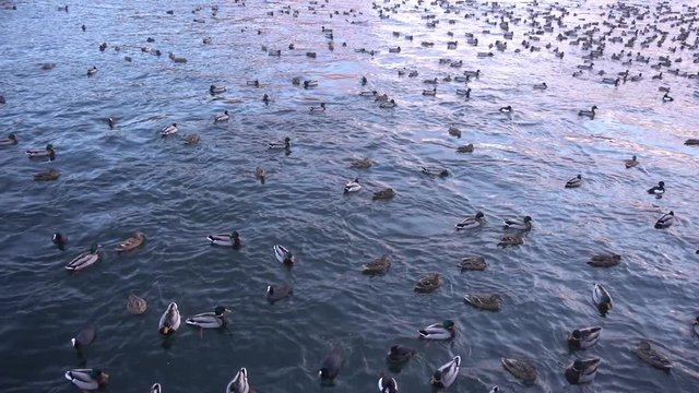 ducks in the water