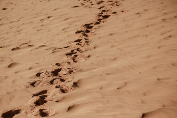 Footprint on sand in desert 