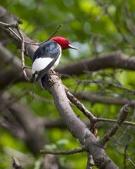 Red Headed Woodpecker