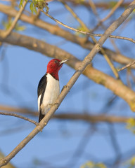 Red Headed Woodpecker