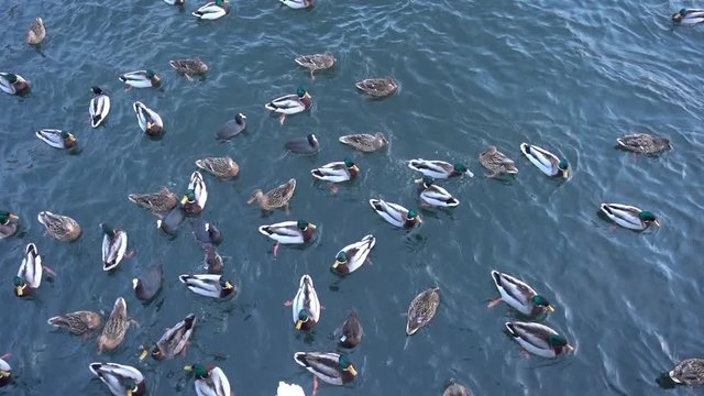 feeding the ducks in the water