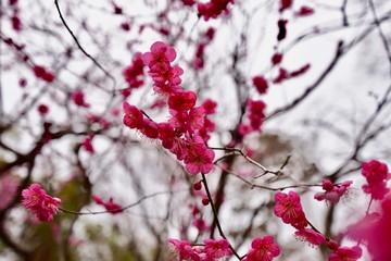 北野天満宮と梅