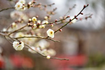 北野天満宮と梅