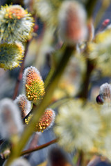 Spring flowering catkins stamens