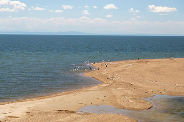 A flock of cormorants and gulls sitting on the sandy shore of the lake Zaisan