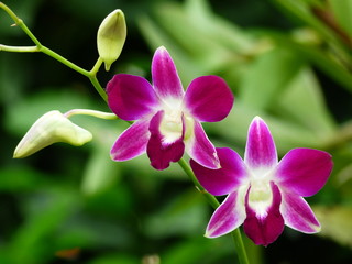 Purple orchids closeup