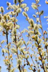Spring flowering catkins stamens