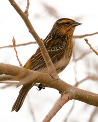 Red-winged blackbird