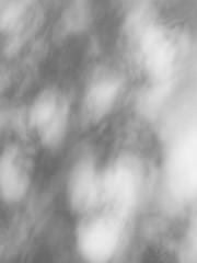 shadow of the leaves on a white wall