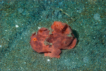 Fototapeta premium Painted frogfish Antennarius pictus