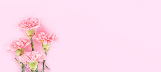 Beautiful elegance blooming baby pink color tender carnations in row isolated on bright pink background, mothers day greeting design concept,top view,flat lay,close up,copy space