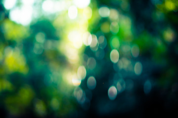 Selective green nature leaf with sunlight bokeh background.Vintage color tone style.