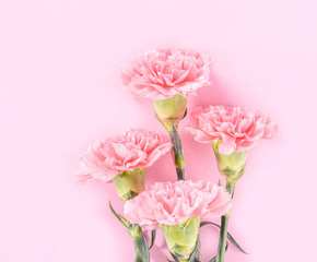 Beautiful elegance blooming baby pink color tender carnations in row isolated on bright pink background, mothers day greeting design concept,top view,flat lay,close up,copy space