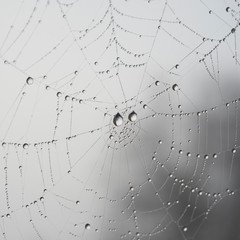 Spinnennetz mit Wassertropfen, Netzwerk, abstrakt, web