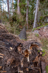 windfall with roots in a swedish forest