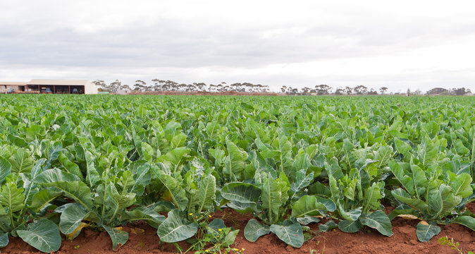 Cauliflower crop nearly ready to harvest on farm in Australia