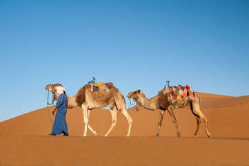 Dromedary Caravan in Sahara desert Morocco