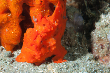 Painted frogfish Antennarius pictus