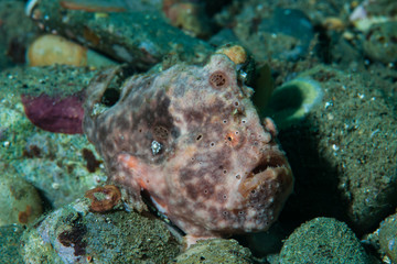 Painted frogfish Antennarius pictus