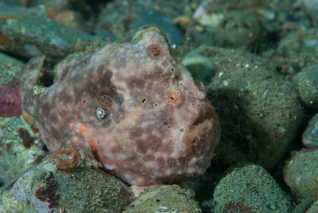 Painted frogfish Antennarius pictus