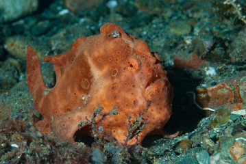 Painted frogfish Antennarius pictus