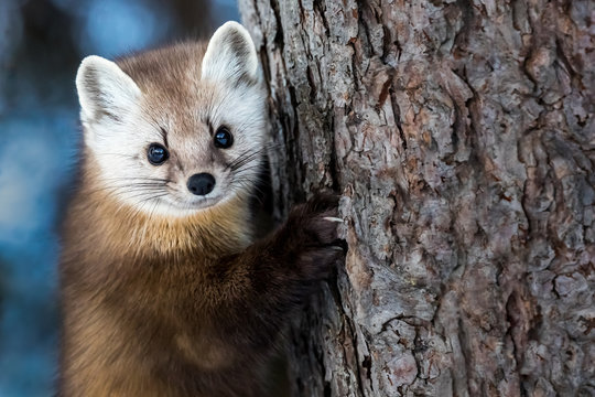 American Marten - Martes americana, climbing a pine tree trunk, making eye contact.  Background is bokeh of skylight through the forest.