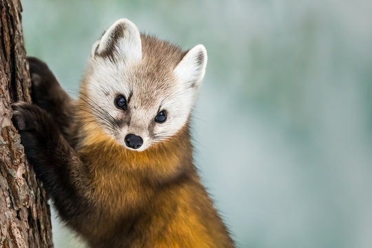 American Marten - Martes americana, climbing a pine tree trunk, Background is bokeh of snow in the forest.