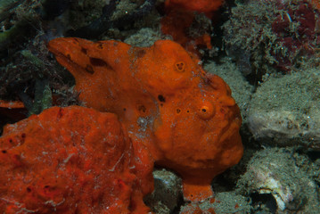 Painted frogfish Antennarius pictus