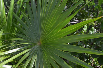 Fototapeta na wymiar Grand Bahamas Island - Pflanzen