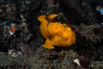 Painted frogfish Antennarius pictus