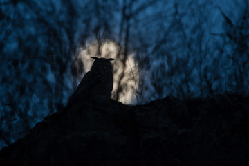 Ein Uhu sitzt in der Abenddämmerung vor dem Mond im Gegenlicht