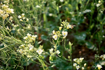 A bee polllenizing the rapeseed on a sunny day.