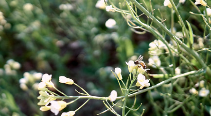 A close-up of a bee polllenizing the rapeseed on a sunny day.